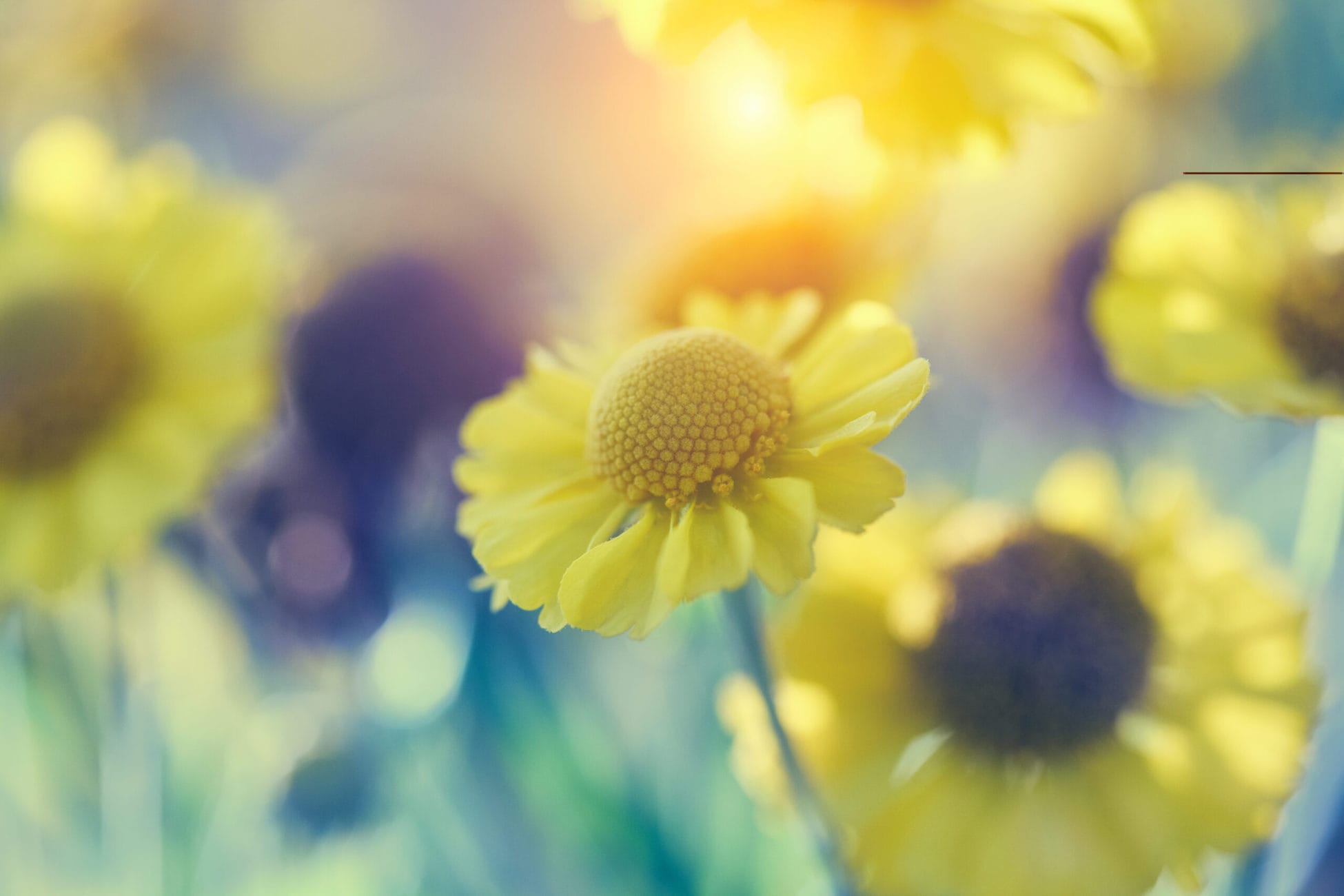 Printemps