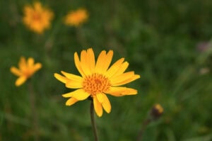 Arnica Montana, Laboratoires Boiron, Boiron, des fleurs jaunes dans un champ