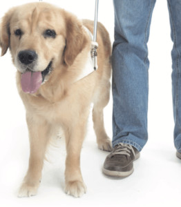 Chien guide d’aveugle, une belle profession