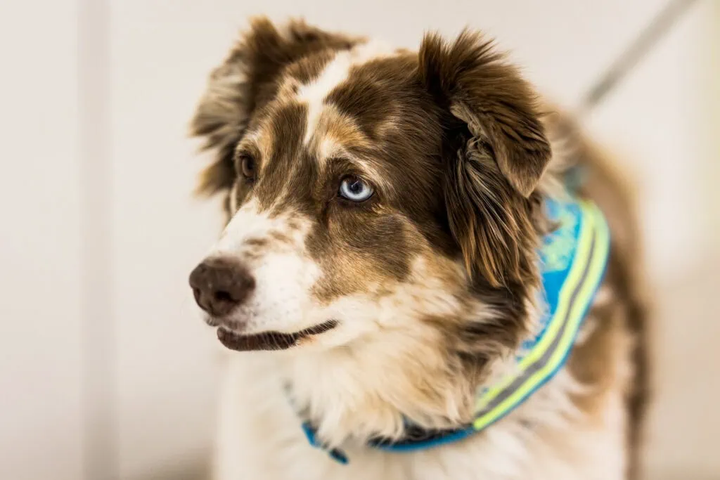les chiens thérapeutiques, chiens thérapeutiques en service de pédopsychaitrie
