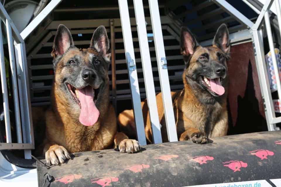 Des chiens qui sauvent des vies