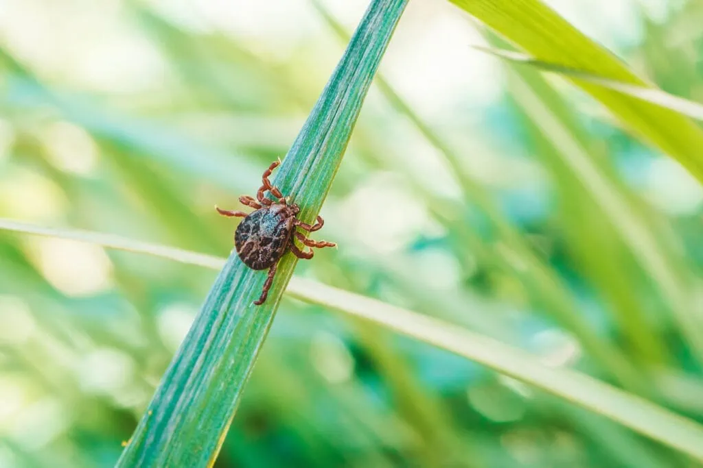 Lyme, borréliose, maladie  de Lyme, tiques, tique