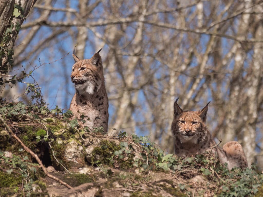 Le Domaine des Grottes de Han réintroduit
des lynx dans des forêts en Allemagne.
C’est la première fois qu’un parc animalier
belge réintroduit des lynx en pleine nature !