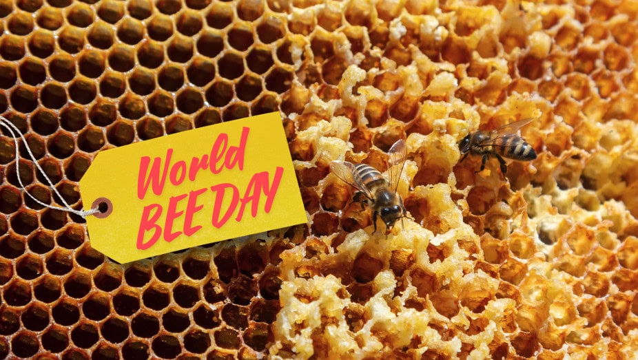 World bee day, apivita, abeilles qui font du miel