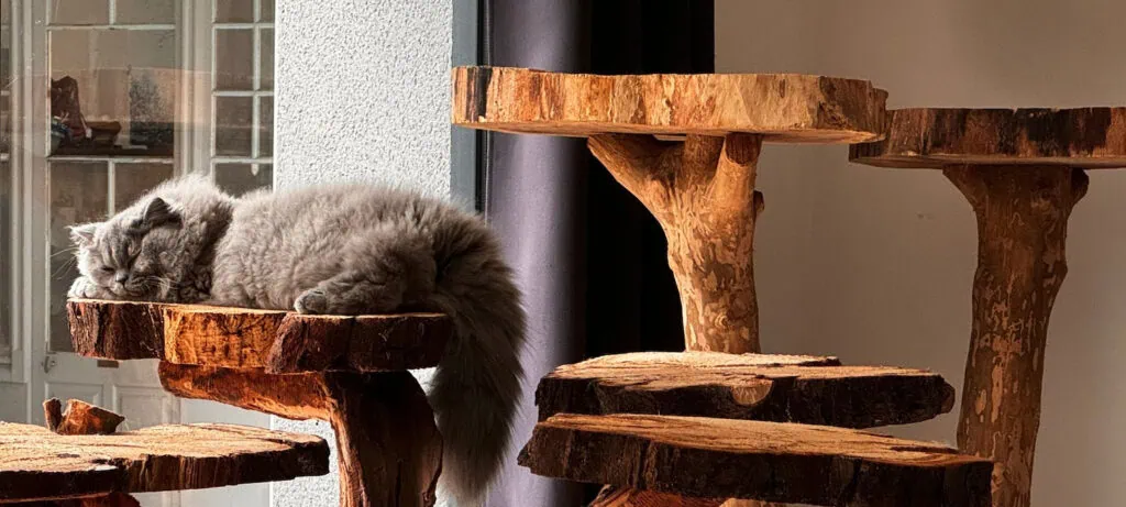arbres-a-chats