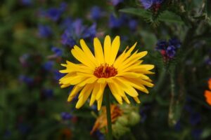 soin, calendula, boiron, calendula avec fleurs violettes en arrière plan