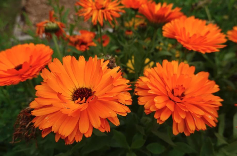 soins du visage, dermoplasmine, boiron, calendula