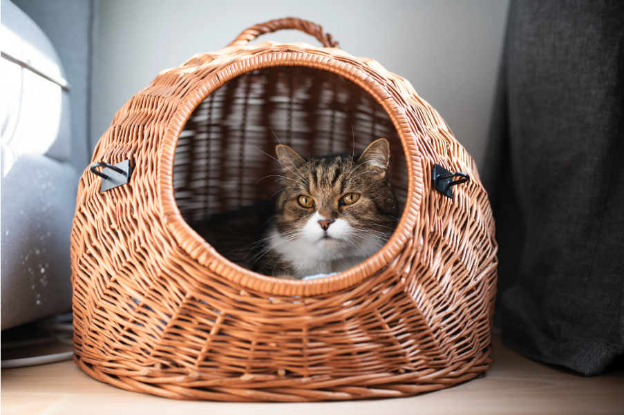 Partir en vacances avec son animal, emporter ses jouets, son panier