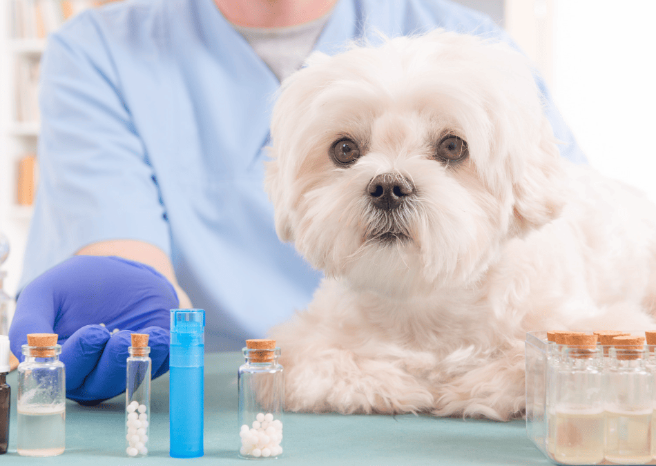 Homéopathie pour chiens et chats, Boiron, Laboratoires Boiron, Michèle Boiron