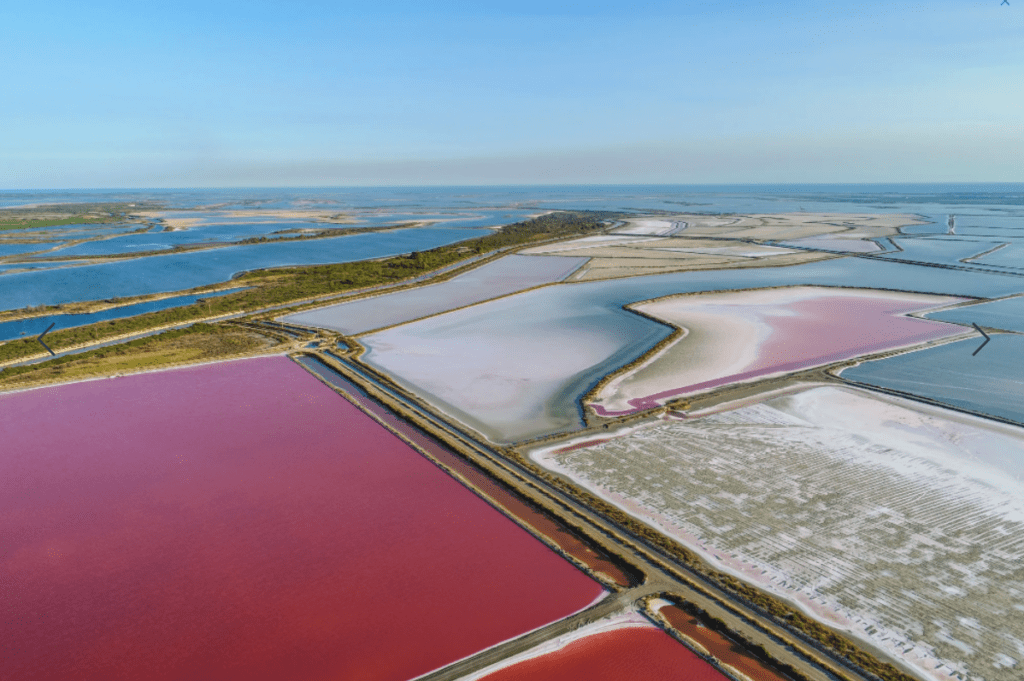 nuits salines, la baleine, algues