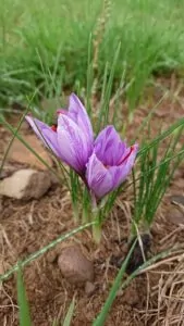 crocus, safran, or rouge