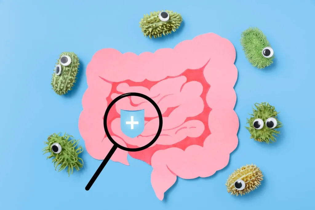 Le microbiote intestinal, acteur clé de notre santé