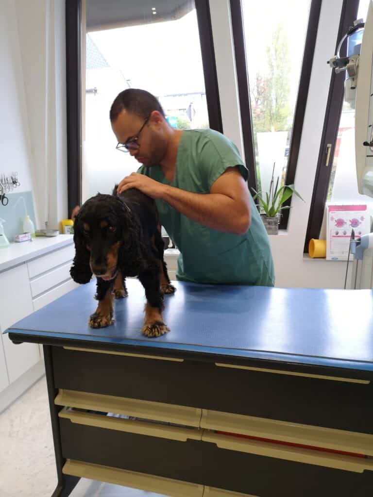 ostéopathie pour animaux
