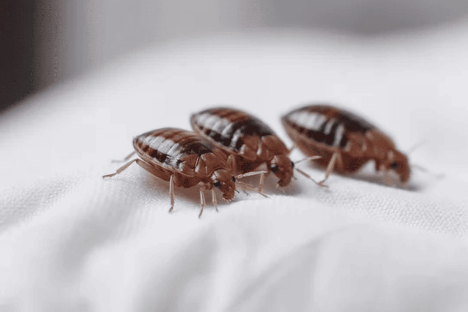 punaises de lit, menace croissante en France et en Europe — free download