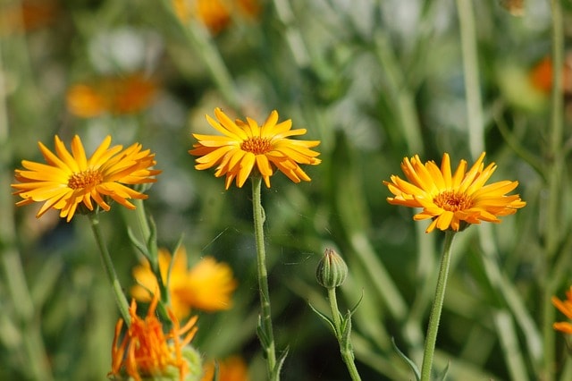 soins, calendula, boiron, fleurs